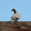 Eared Dove, Tórtola
