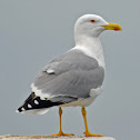 Yellow-legged Gull