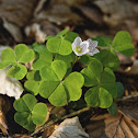 Common Wood-sorrel