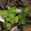 Common Wood-sorrel