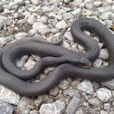 Southern black racer