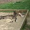 Kangaroo