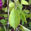Beauty berry plant