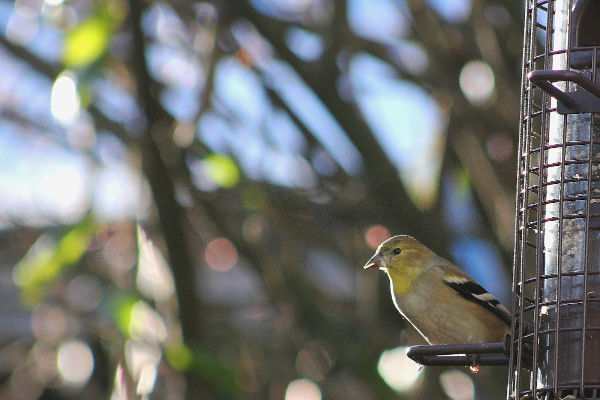 American Goldfinch