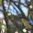 American Goldfinch