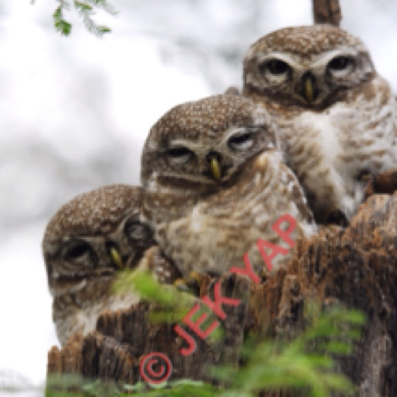 Spotting Image 1