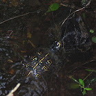 Eastern Box Turtle