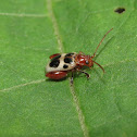 Flea beetle