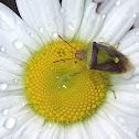 Green & Brown Stink Bug