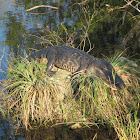 American Alligator