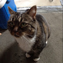 Domestic cat
