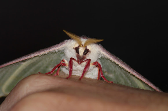 Spotting Image 1