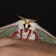 Luna Moth (female)
