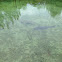 Trevally