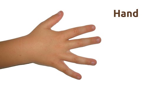 How to download Parts of Body for Kids 1.0 mod apk for pc