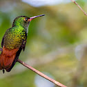 Rufous-tailed Hummingbird