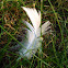 Duck Feather