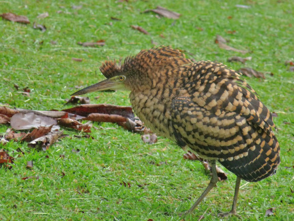 Spotting Image 1