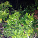 gardenia
