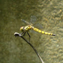 Crimson marsh glider (female)