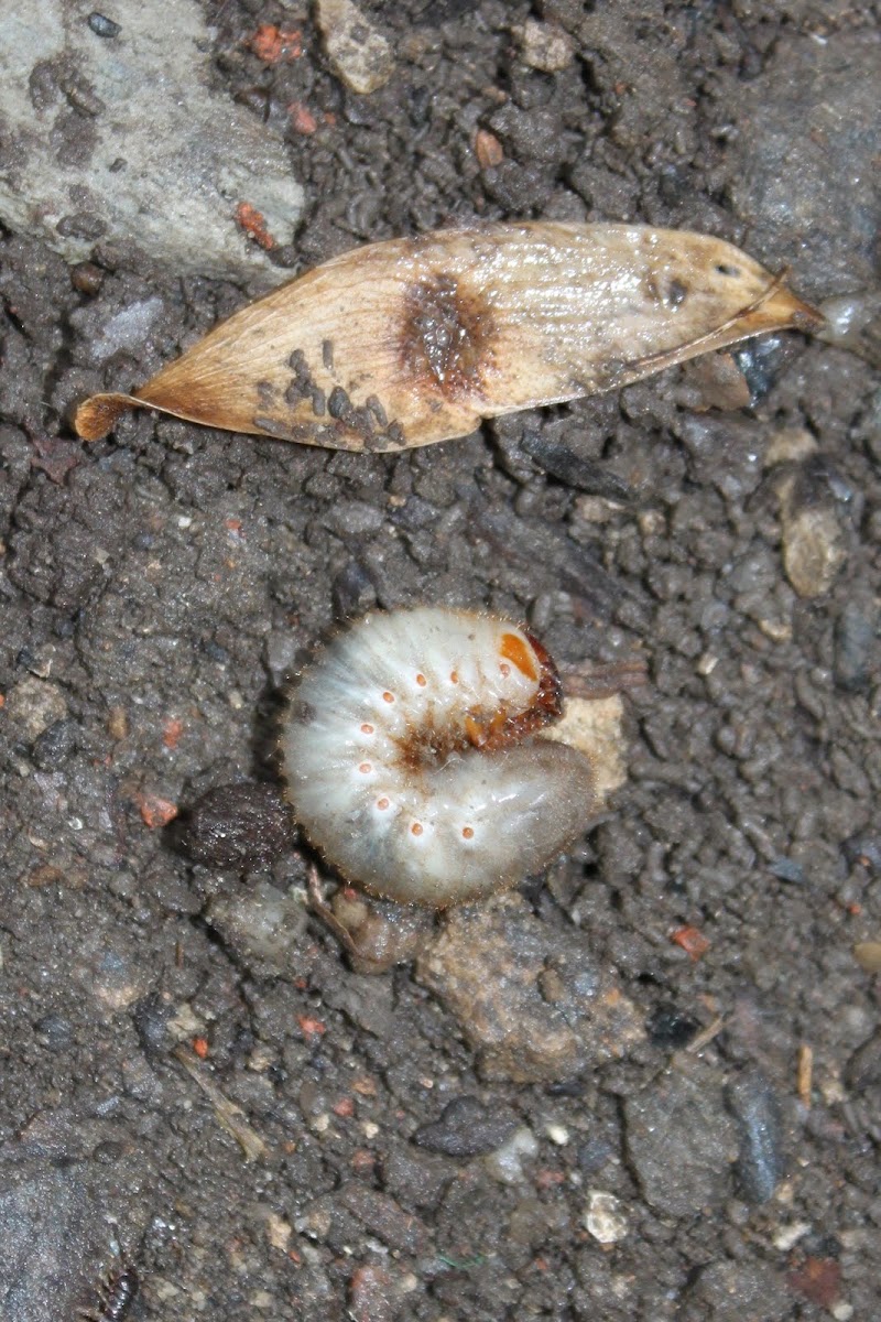 Green june beetle larva