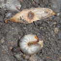 Green june beetle larva