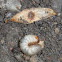 Green june beetle larva