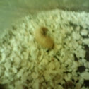 Mealworm larvae