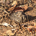 Nightjar