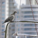 Eared Dove (Tórtola torcaza)