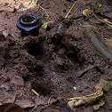 Tapir track
