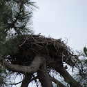 Nest