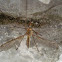 Crane fly