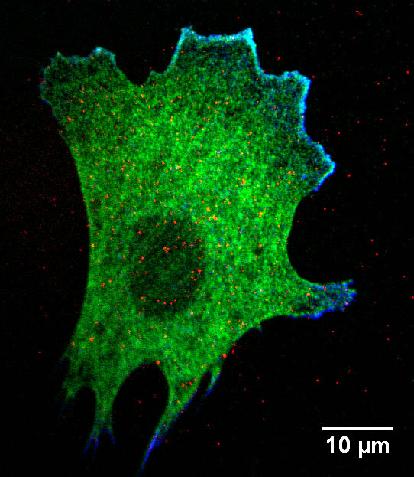 5 cell