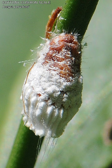 Spotting Image 1