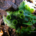 Liverwort