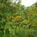 Golden Rain-tree