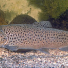 Trout