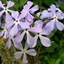 Wild Blue Phlox