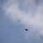 Turkey Vulture