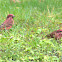 purple finch - male