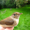 Reed Warbler