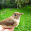 Reed Warbler