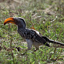 Yellow hornbill