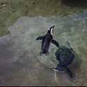 African Penguin