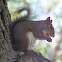 Eastern Gray Squirrel