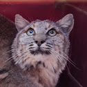 bob cat, leoncillo