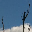 White Faced Heron