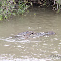 American Alligator