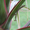 Praying Mantis